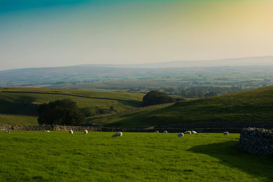 Rolling green hills of Yorkshire countryside with grazing sheep under a golden sky, representing the heritage and landscape where Cuurve underwear is crafted